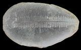 Pecopteris Fern Fossil (Pos/Neg) - Mazon Creek #70371-2